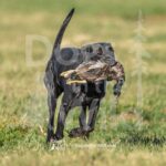 J4 3-3-28-26 3 – Mabel