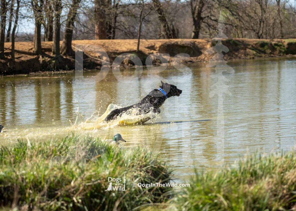 Gorsuch’s Marry Me Mabel - J4 3-3-28-26 7 - Ozark Hunting Retriever Assoc