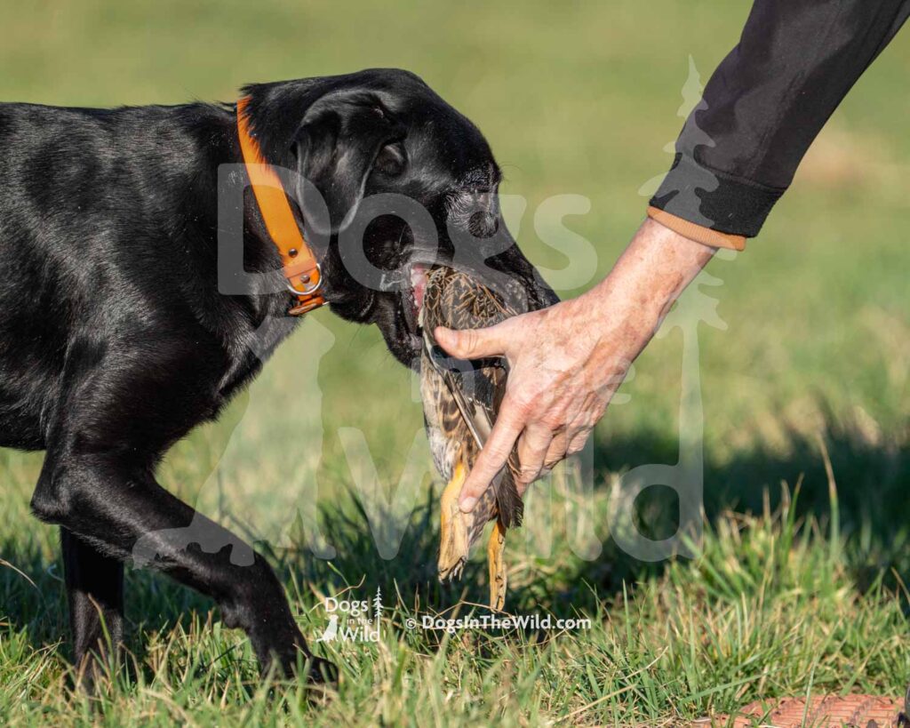 CPR A Job Well Dunn Harvey - J5 3-3-28-26 3 - Ozark Hunting Retriever Assoc