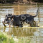 J5 3-28-26 9 – Harvey