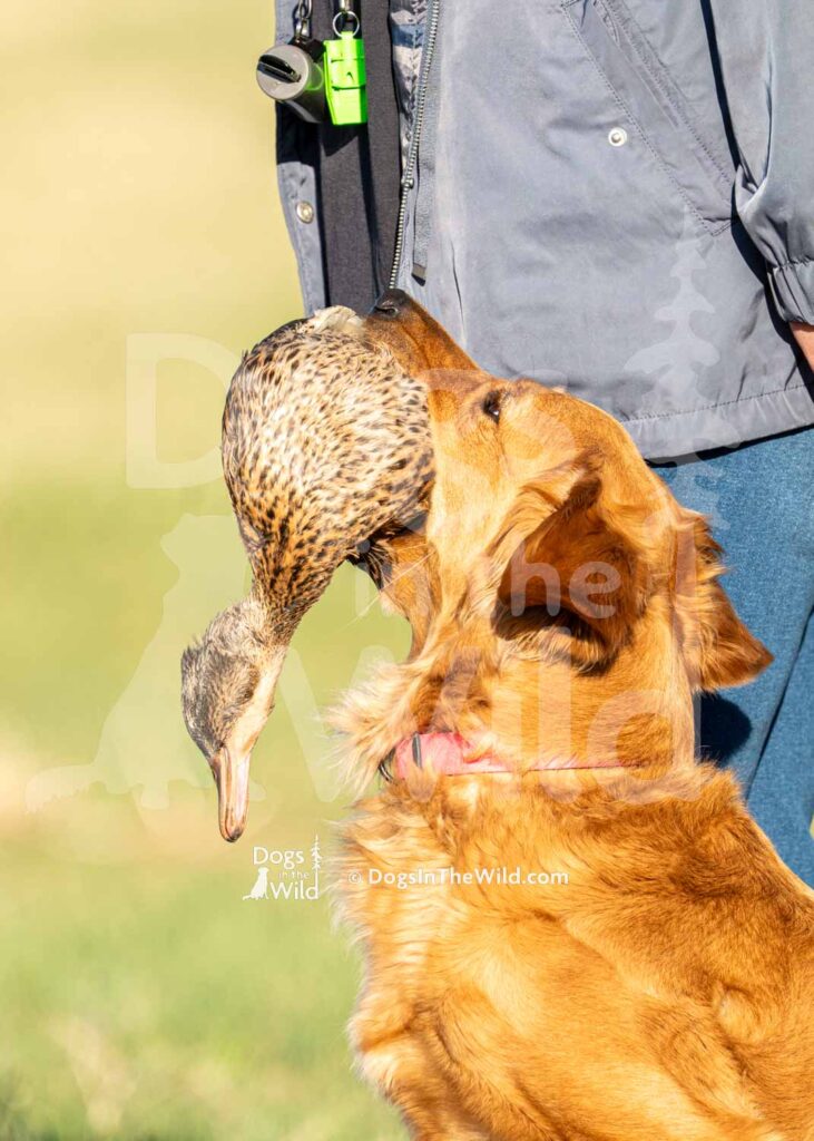 Wakemup Symphony of the Sky - J7 3-28-26 7 - Ozark Hunting Retriever Assoc