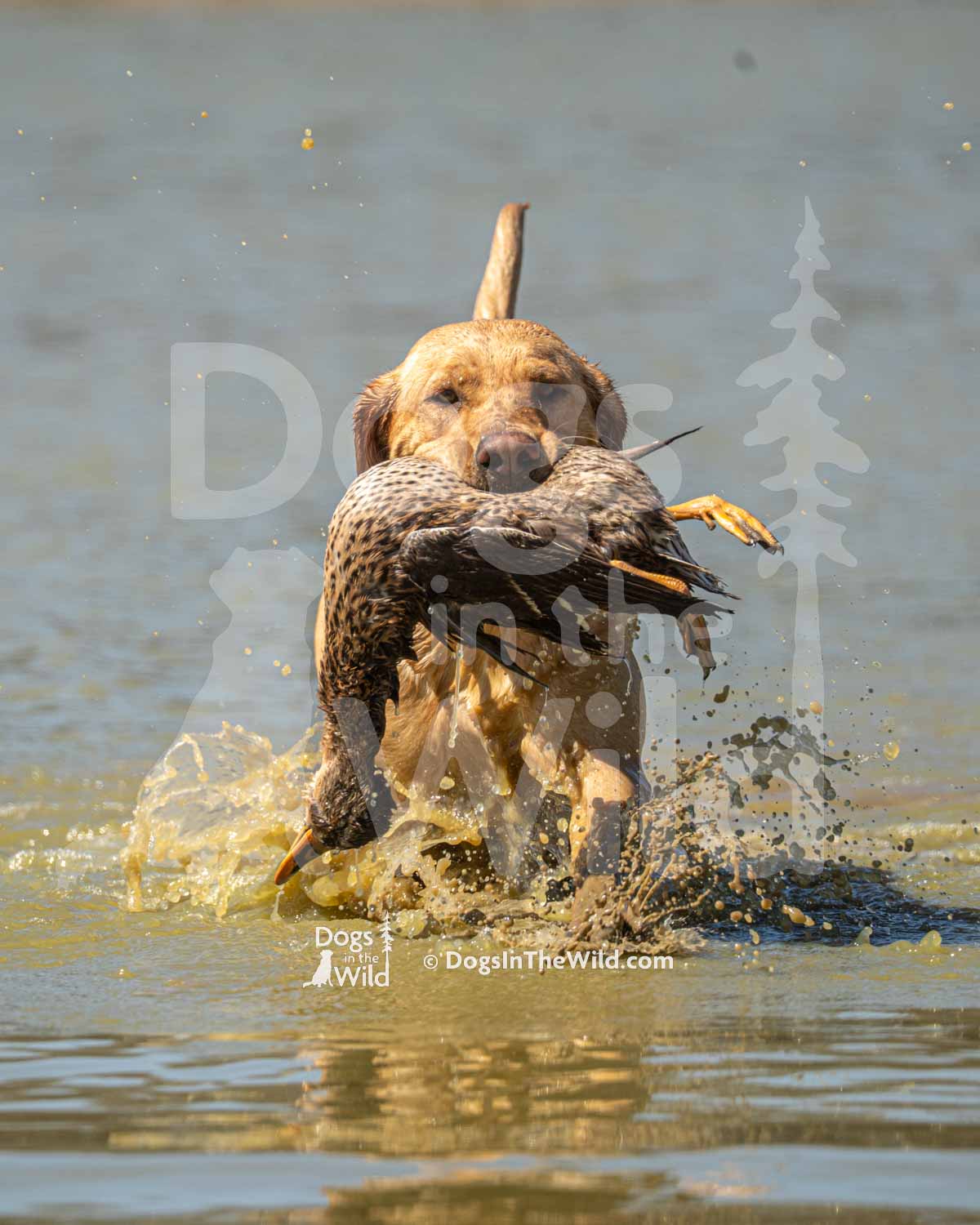 9 – Horseshoe Lodge’s Clearwater My Oh My