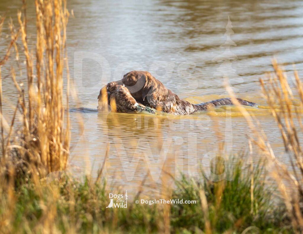 Chocolate Lab - HWashita's Simple Man MH Hank - M01 3-28-26 - Ozark Hunting Retriever Assoc