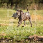 M01 3-28-26 5 – Hank