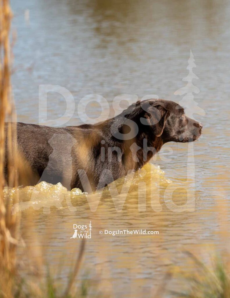 Chocolate Lab - HWashita's Simple Man MH Hank - M02 3-28-26 - Ozark Hunting Retriever Assoc
