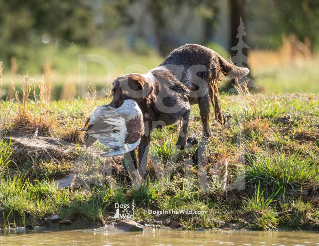 Chocolate Lab - HWashita's Simple Man MH Hank - M02 3-28-26 - Ozark Hunting Retriever Assoc