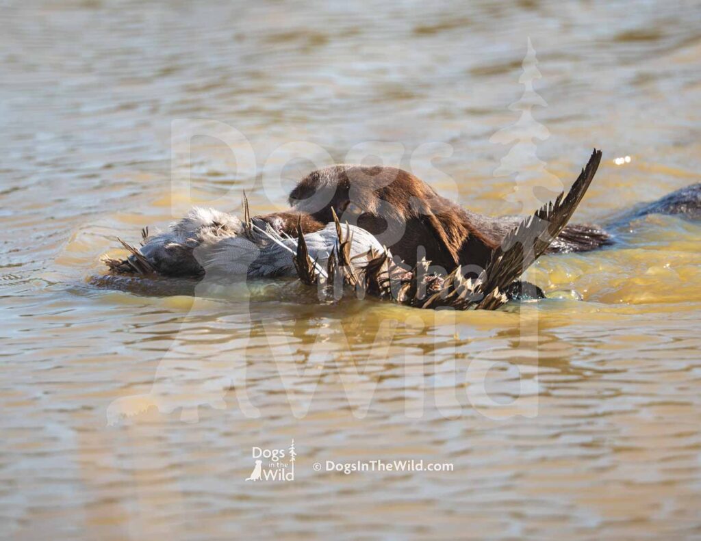 Chocolate Lab - HWashita's Simple Man MH Hank - M02 3-28-26 - Ozark Hunting Retriever Assoc