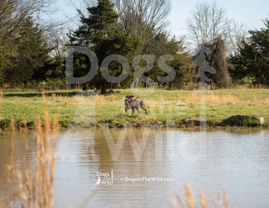 Chocolate Lab - HWashita's Simple Man MH Hank - M02 3-28-26 - Ozark Hunting Retriever Assoc
