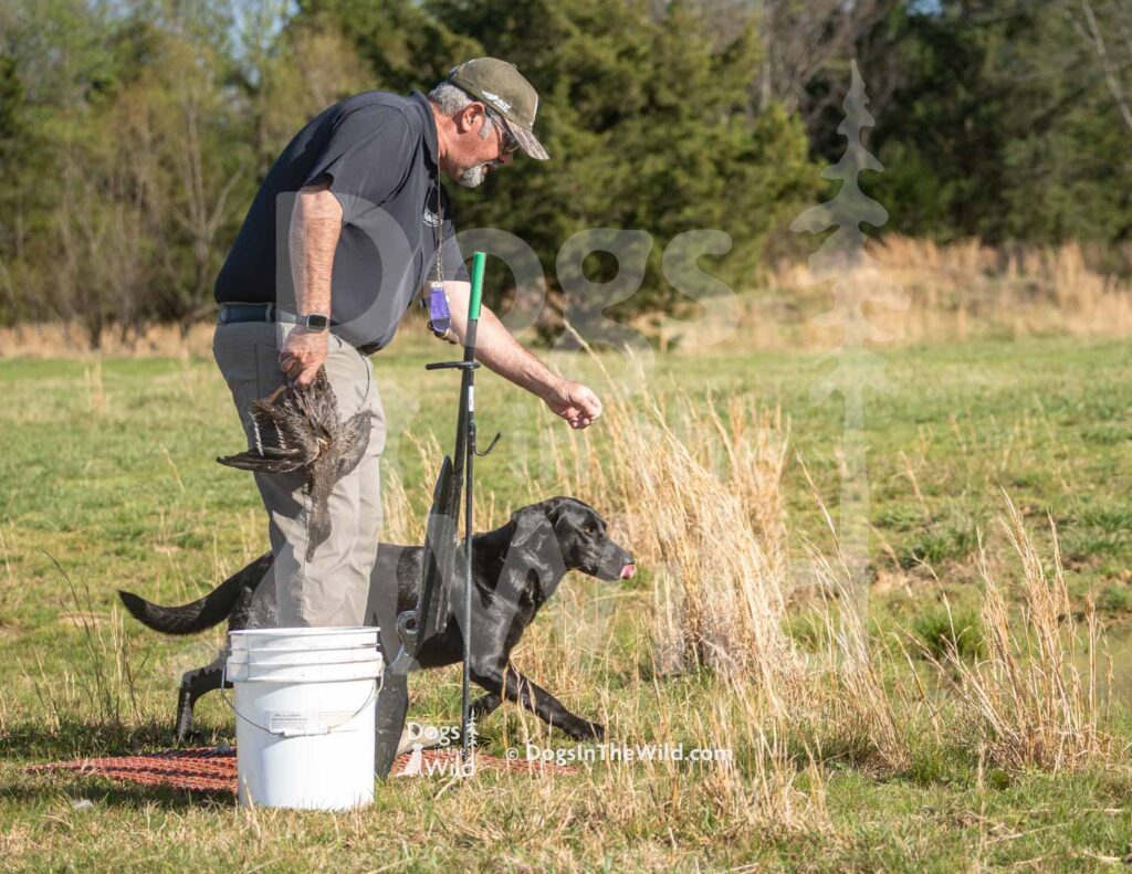 Black Lab - Healmark's Finding Dory Adorable - M03 3-28-26 - Ozark Hunting Retriever Assoc