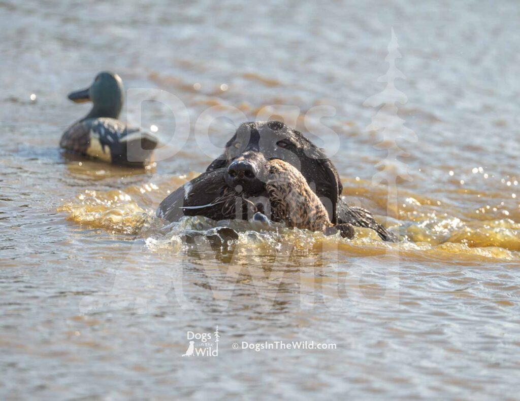 Black Lab - The Physician's Smoking Gun MH - M04 3-28-26 - Ozark Hunting Retriever Assoc