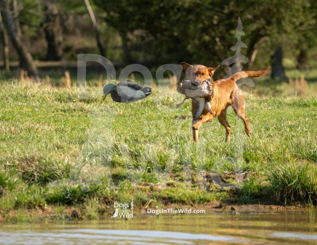 Yellow Lab - Washita's Where The Rangers Gonna Be - M05 3-28-26 - Ozark Hunting Retriever Assoc