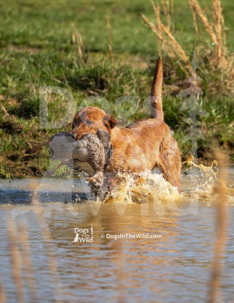 Yellow Lab - Washita's Where The Rangers Gonna Be - M05 3-28-26 - Ozark Hunting Retriever Assoc