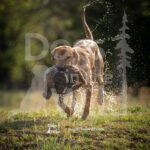 M05 3-28-26 4 – Ranger