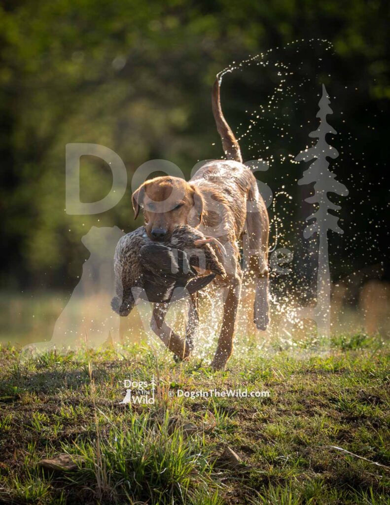 Yellow Lab - Washita's Where The Rangers Gonna Be - M05 3-28-26 - Ozark Hunting Retriever Assoc