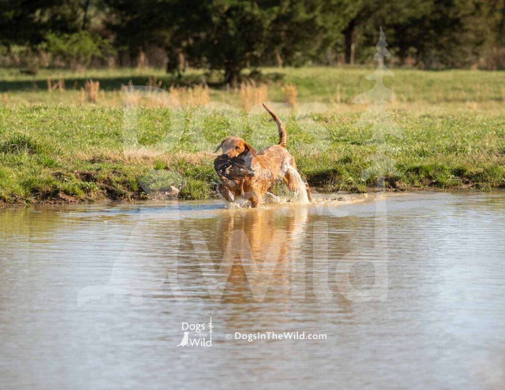 Yellow Lab - Washita's Where The Rangers Gonna Be - M05 3-28-26 - Ozark Hunting Retriever Assoc