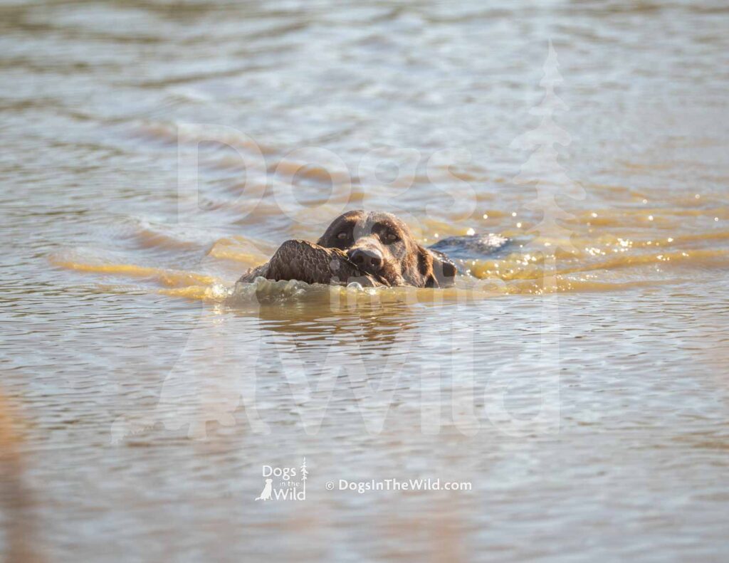 Holt Farm's Livin' Life Like Gus McCrae - M07 3-28-26 1 - Ozark Hunting Retriever Assoc