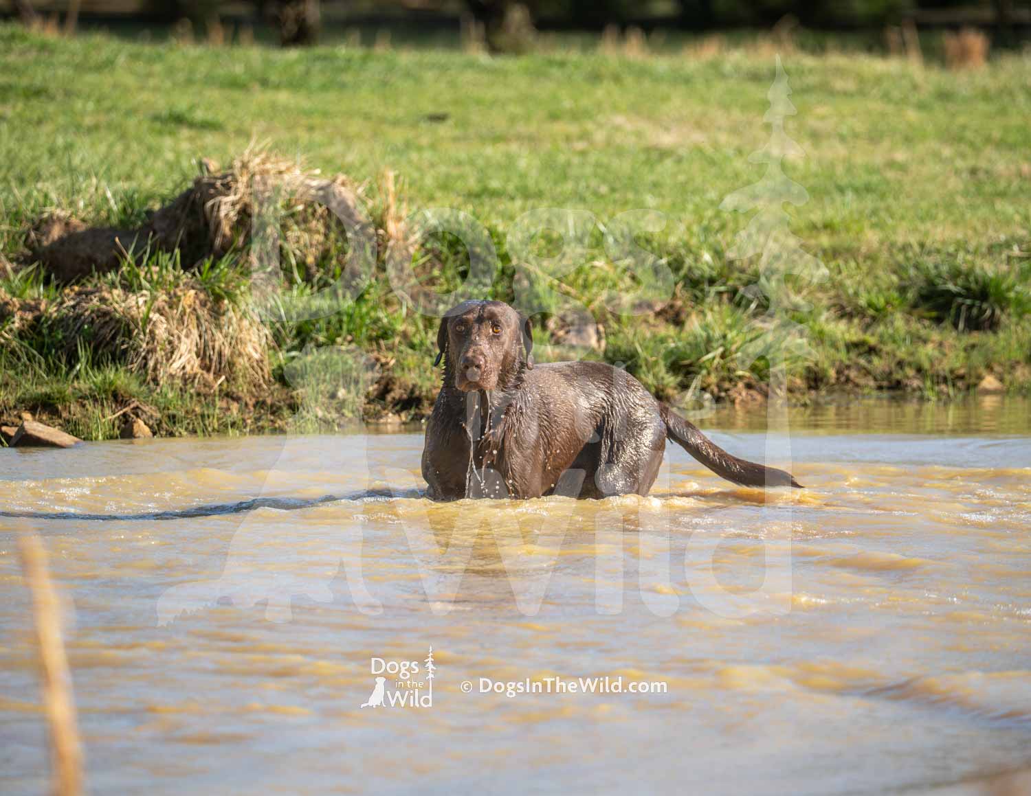 7 – HRCH Holt Farm’s Livin’ Life Like Gus McCrae MH