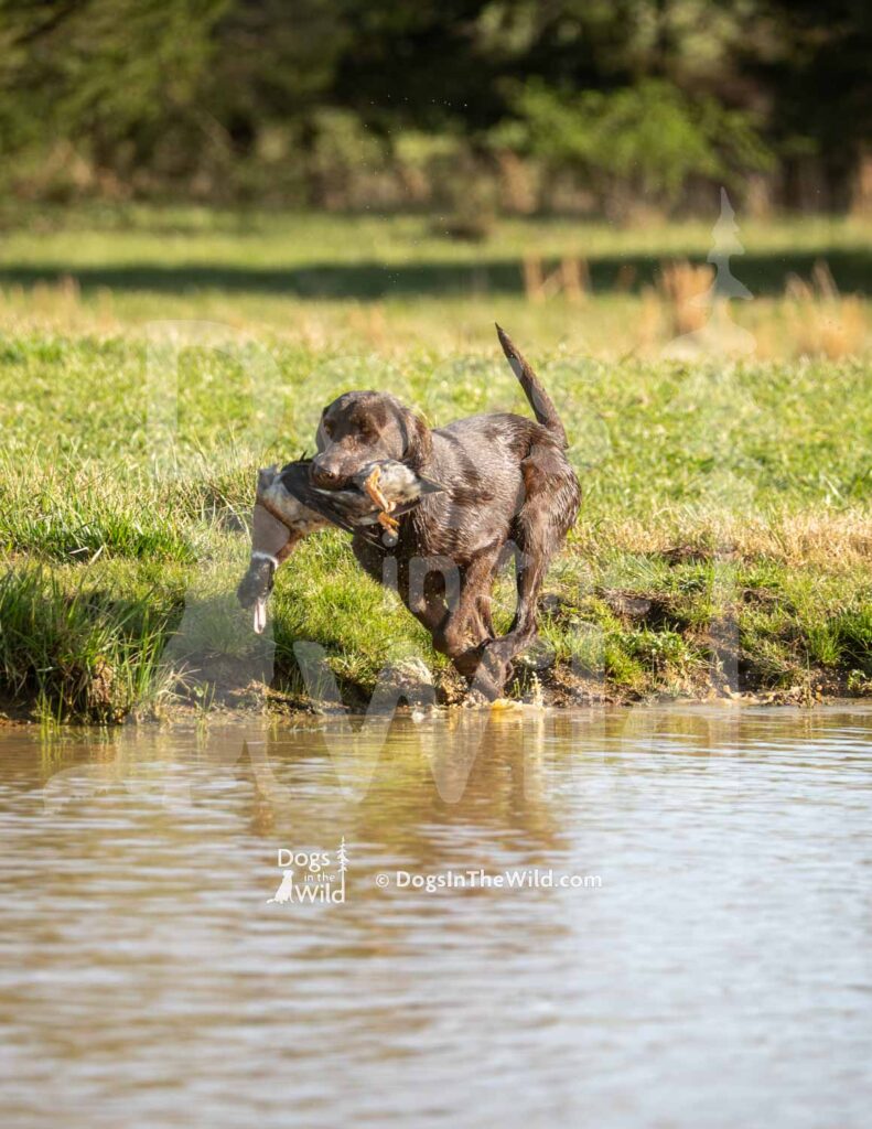Holt Farm's Livin' Life Like Gus McCrae - M07 3-28-26 3 - Ozark Hunting Retriever Assoc