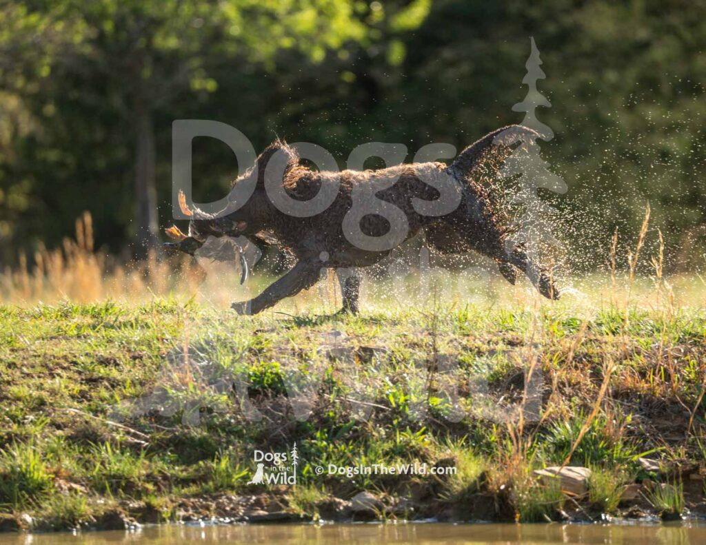 Tuffy Two of Skagit River - M09 3-28-26 1 - Ozark Hunting Retriever Assoc