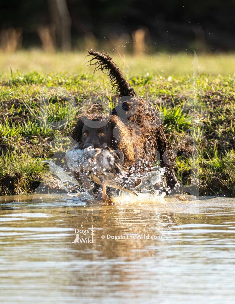 Tuffy Two of Skagit River - M09 3-28-26 2 - Ozark Hunting Retriever Assoc