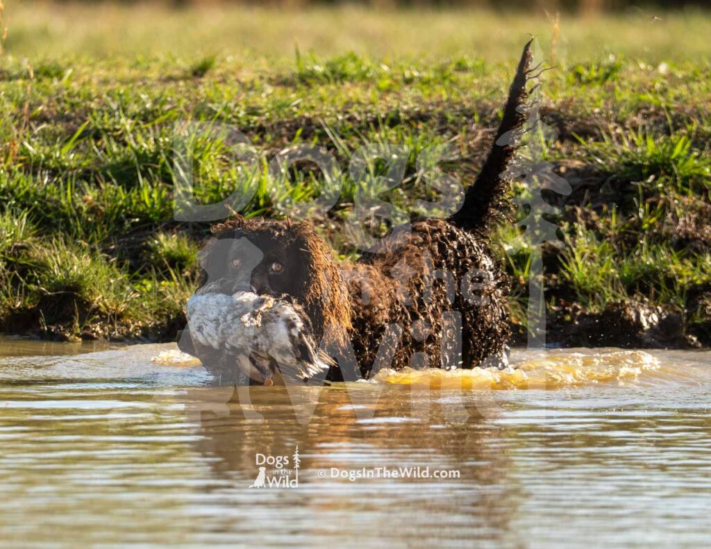 Tuffy Two of Skagit River - M09 3-28-26 3 - Ozark Hunting Retriever Assoc