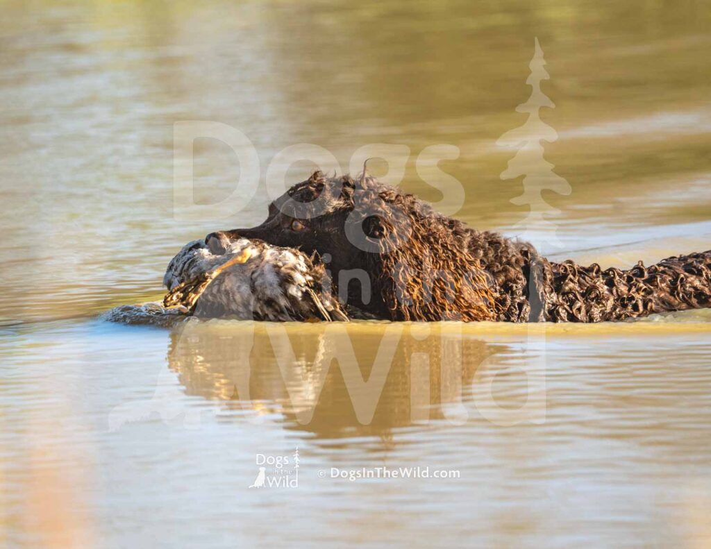 Tuffy Two of Skagit River - M09 3-28-26 4 - Ozark Hunting Retriever Assoc