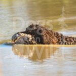 M09 3-28-26 4 – Tuff