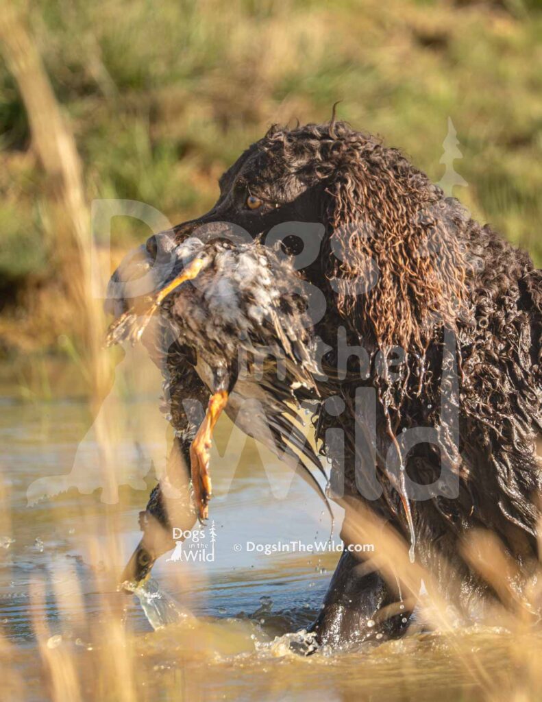 Tuffy Two of Skagit River - M09 3-28-26 5 - Ozark Hunting Retriever Assoc