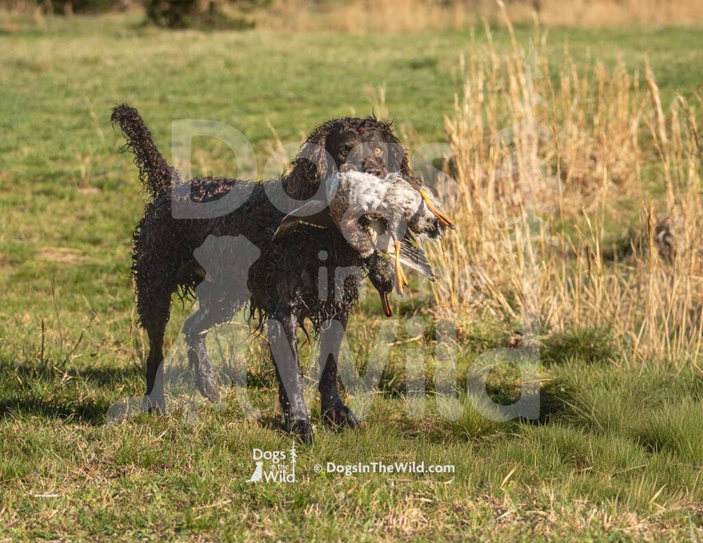 Tuffy Two of Skagit River - M09 3-28-26 6 - Ozark Hunting Retriever Assoc