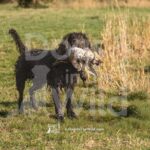 M09 3-28-26 6 – Tuff
