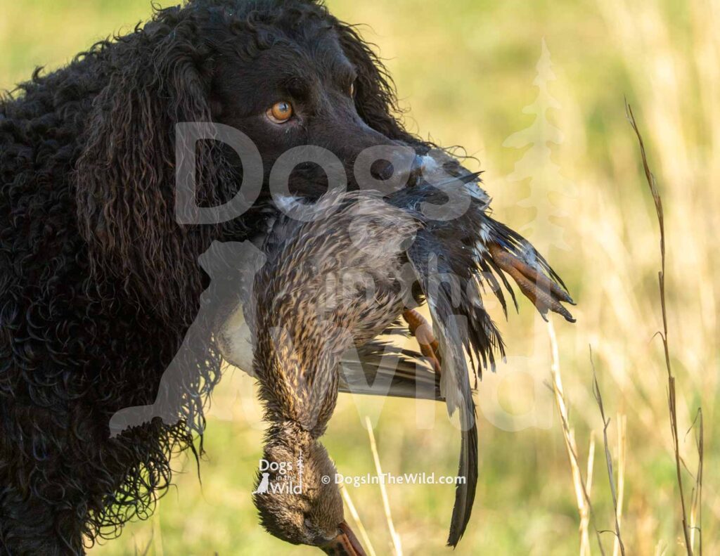 Tuffy Two of Skagit River - M09 3-28-26 7 - Ozark Hunting Retriever Assoc