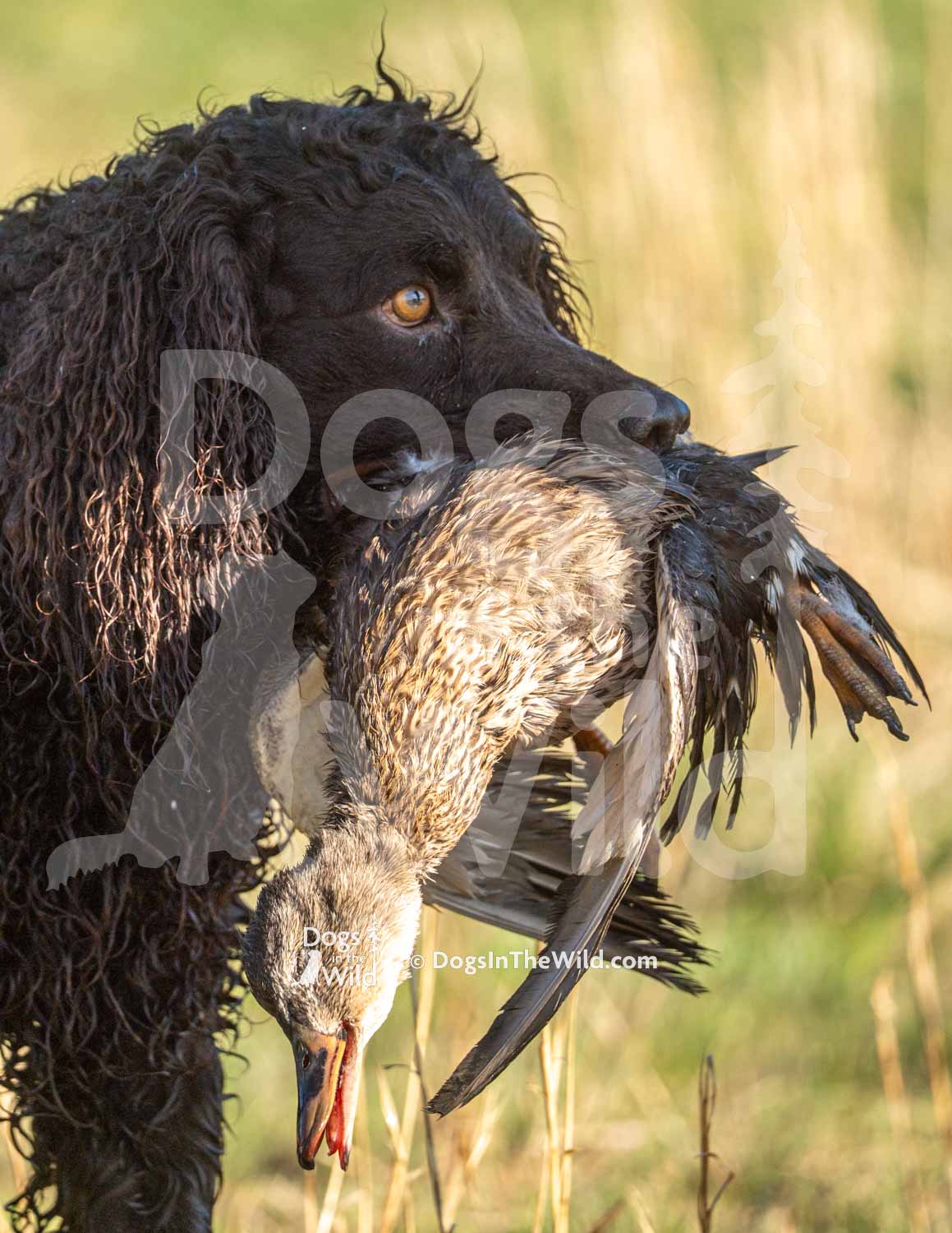 9 – Tuffy Two of Skagit River SH