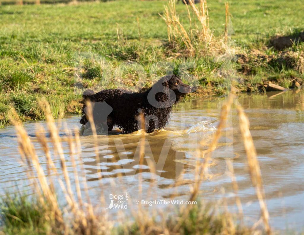 Tuffy Two of Skagit River - M09 3-28-26 9 - Ozark Hunting Retriever Assoc