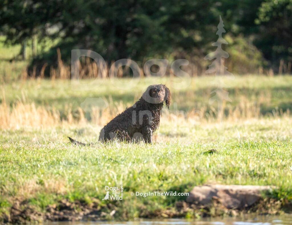 Tuffy Two of Skagit River - M09 3-28-26 10 - Ozark Hunting Retriever Assoc