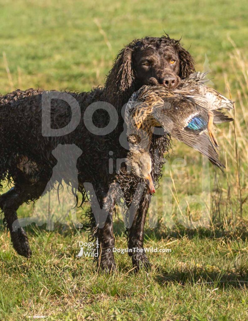 Tuffy Two of Skagit River - M09 3-28-26 11 - Ozark Hunting Retriever Assoc