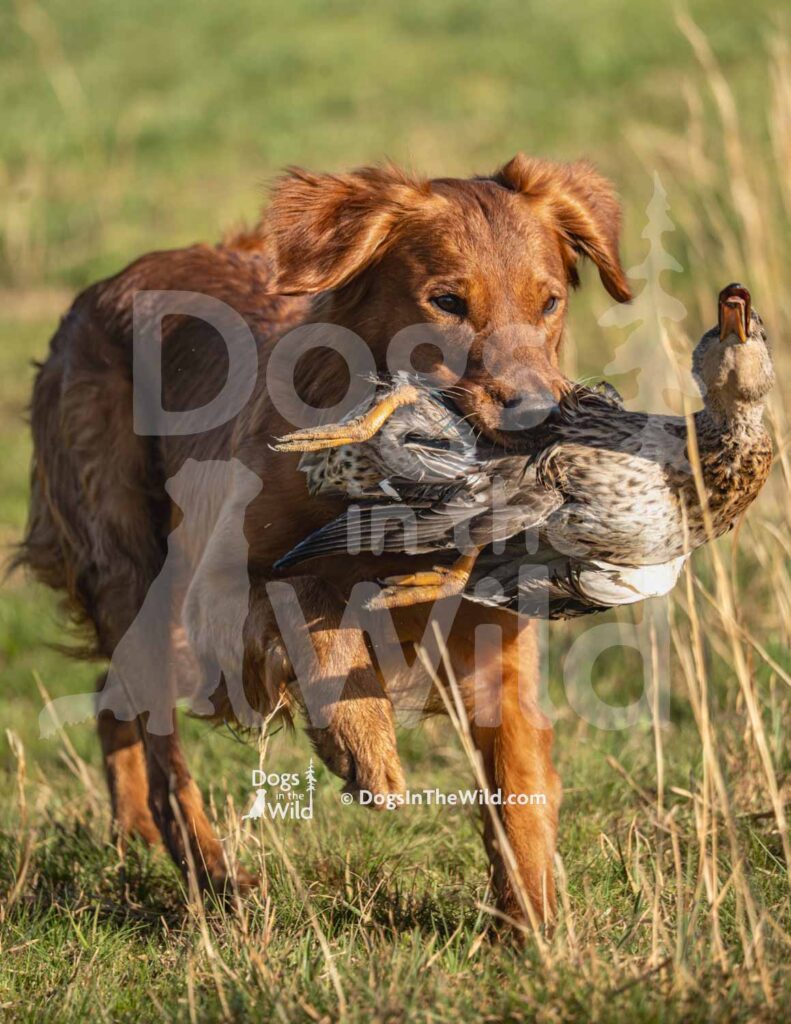 GCK’s Don’t Believe me just watch - M10 3-28-26 1 - Ozark Hunting Retriever Assoc