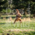M10 3-28-26 2 – Bruno