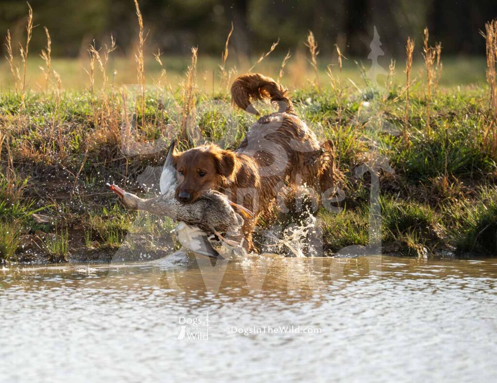 GCK’s Don’t Believe me just watch - M10 3-28-26 3 - Ozark Hunting Retriever Assoc
