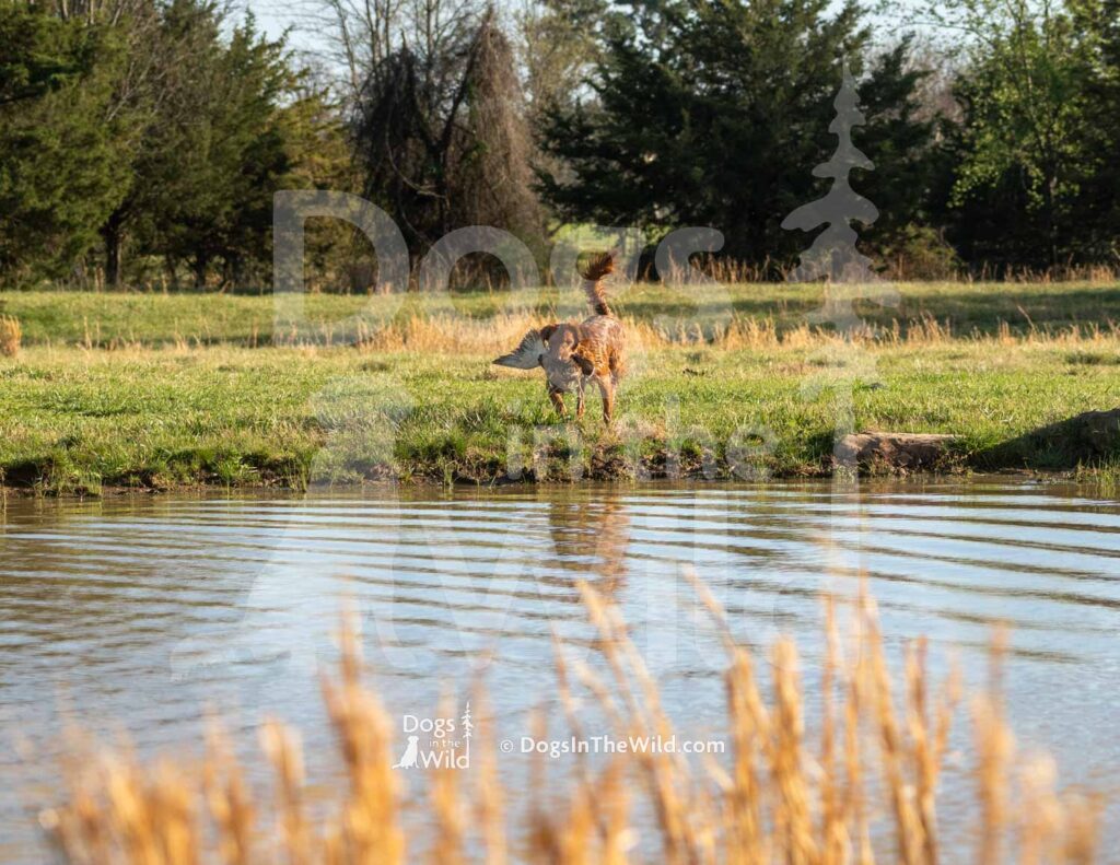 GCK’s Don’t Believe me just watch - M10 3-28-26 7 - Ozark Hunting Retriever Assoc