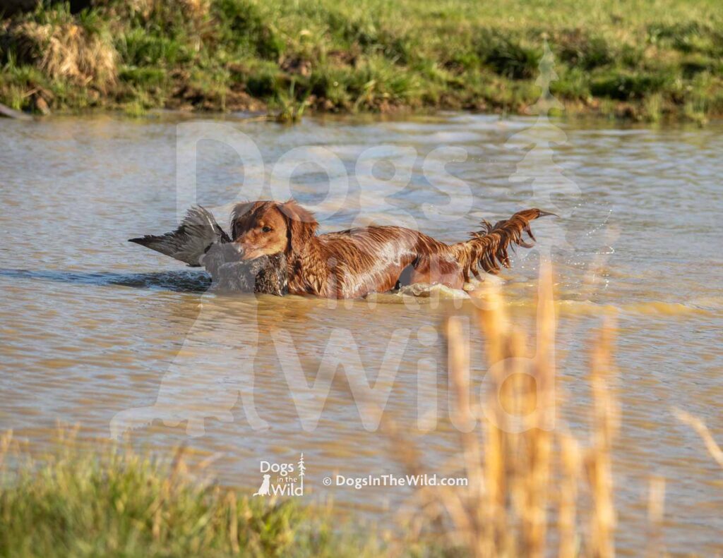 GCK’s Don’t Believe me just watch - M10 3-28-26 8 - Ozark Hunting Retriever Assoc