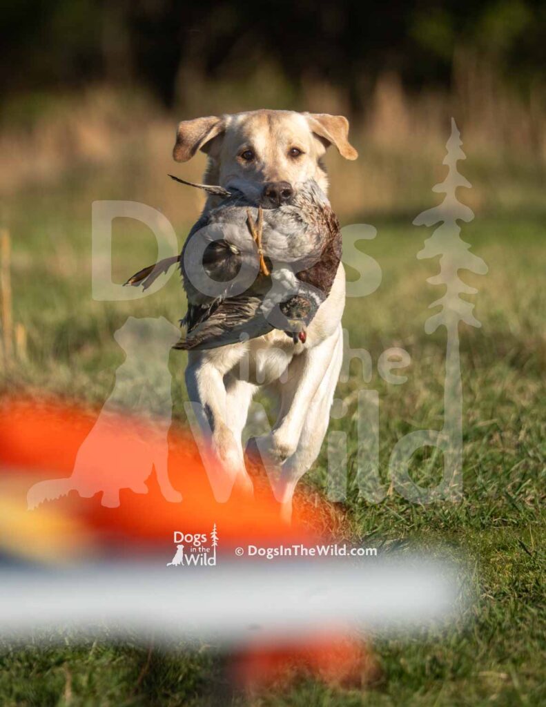 Dynamite's Finntastic Switch Hitter - M11 3-28-26 1 - Ozark Hunting Retriever Assoc