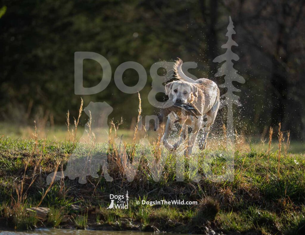 M11 3-28-26 2 – Finn