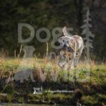 M11 3-28-26 2 – Finn