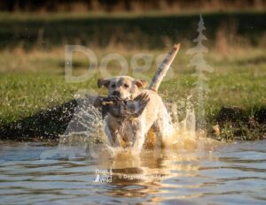 Black Creek Retriever Club - 2026 Hunt Test