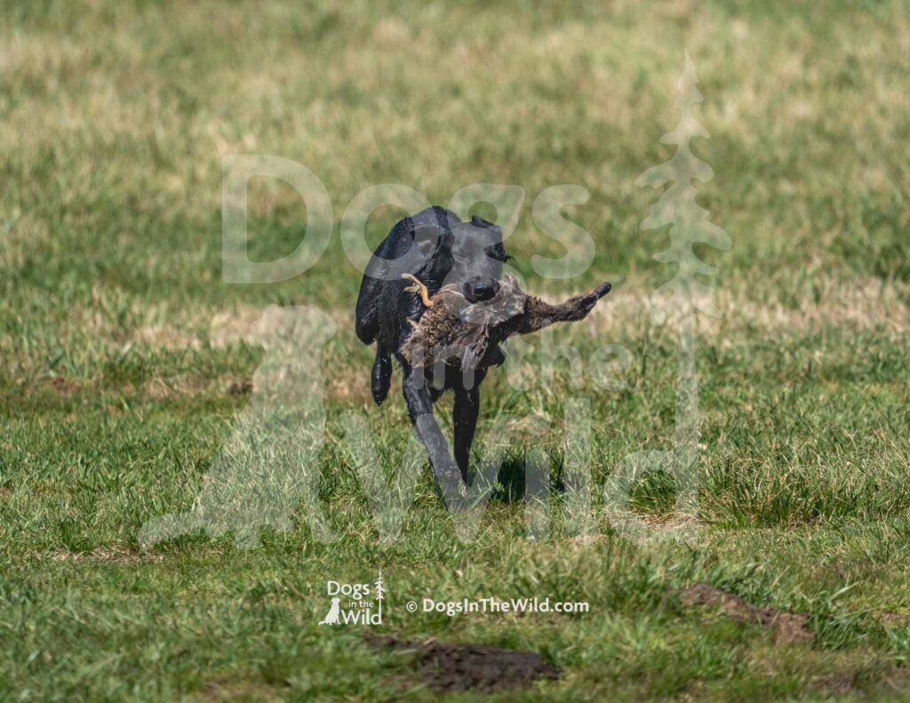 M12 3-28-26 2 – Penny