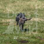 M12 3-28-26 2 – Penny