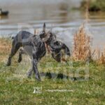 M12 3-28-26 5 – Penny