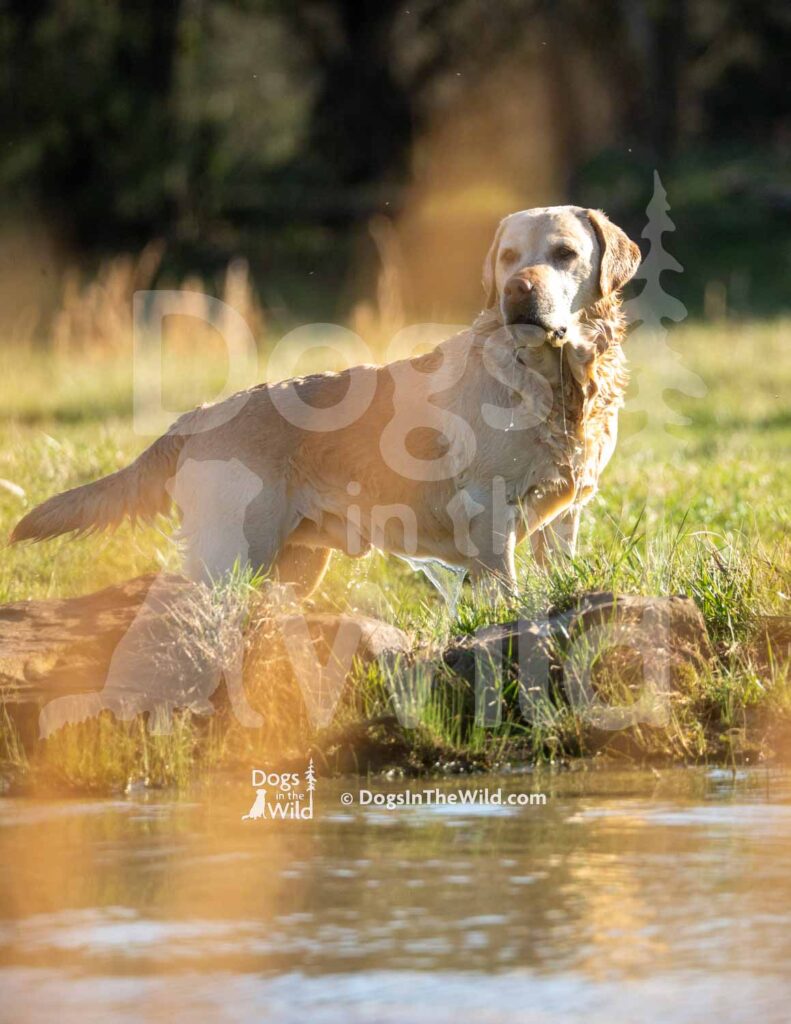 M13 3-28-26 5 – Hawk