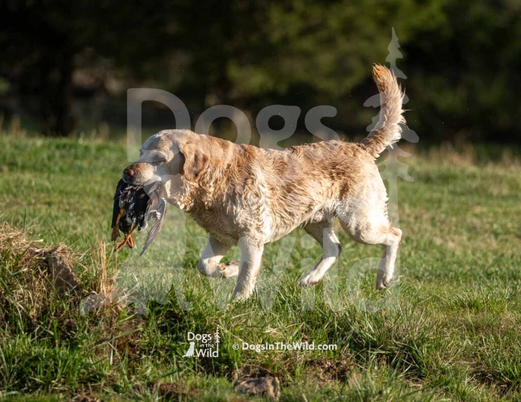 M13 3-28-26 6 – Hawk