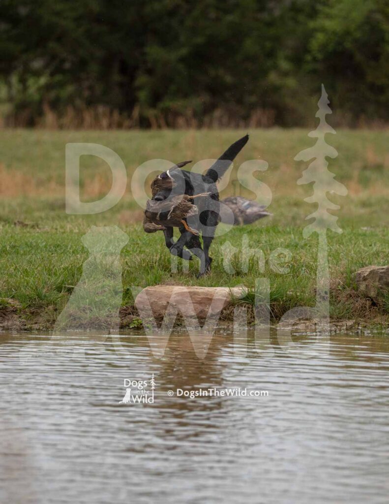 Castile Creeks Do It With Some Style - M15 3-28-26 5 - Ozark Hunting Retriever Assoc